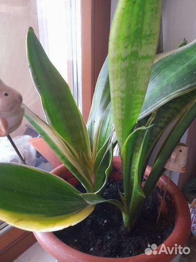 Сансевиерия сортовая