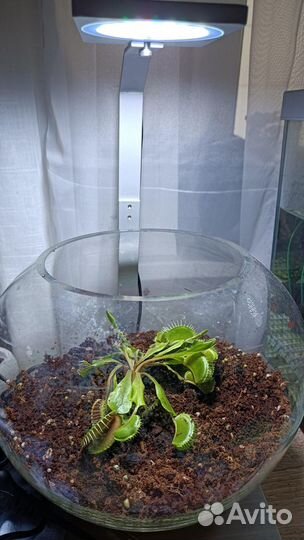 Флорариум для мухоловки, аквариум для петушка