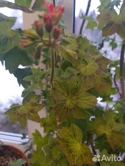 Лечебная пеларгония герань сортовая