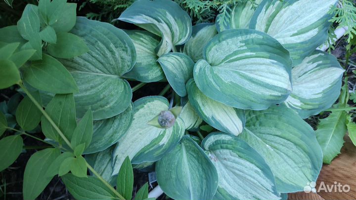Хоста растение