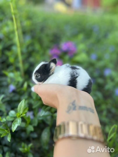 Декоративные крольчата 