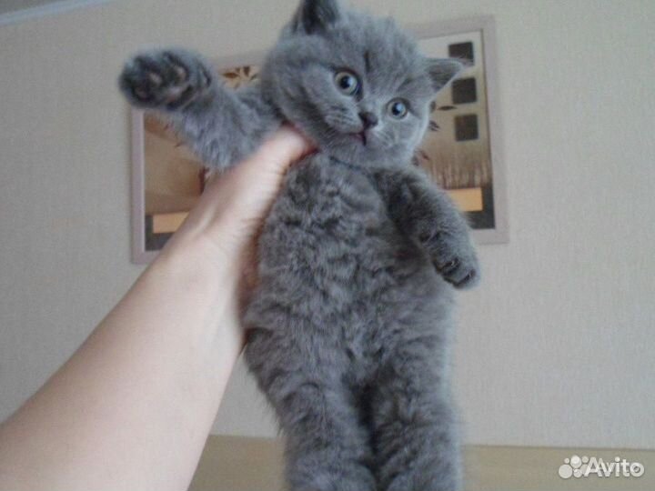 Вислоухие котята