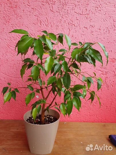 Фикус бенджамина
