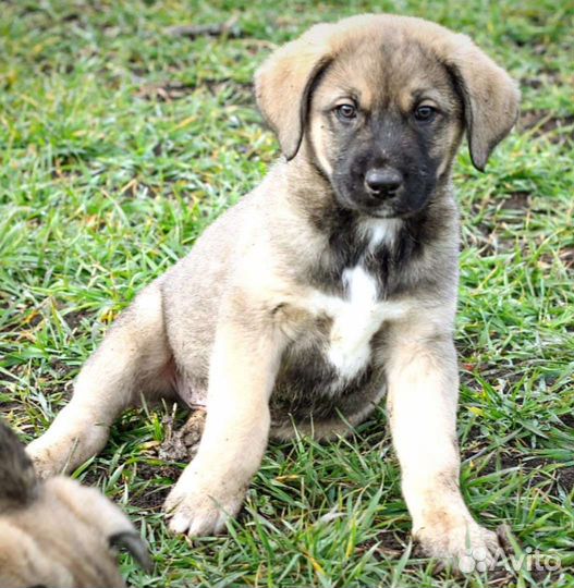 Метисы калгана