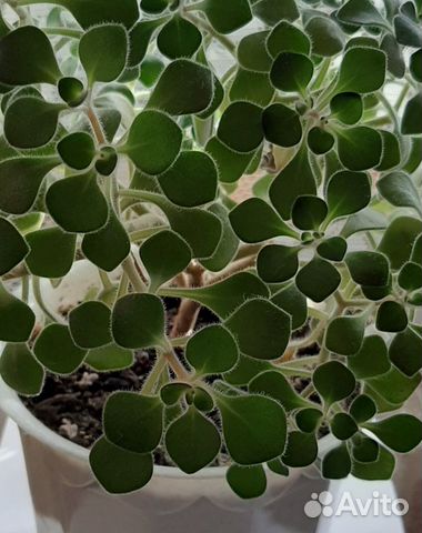 Аихризон - символ счастья купить в Санкт-Петербурге | Товары для дома и ...