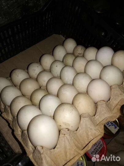 Инкубационные яйца домашних птиц