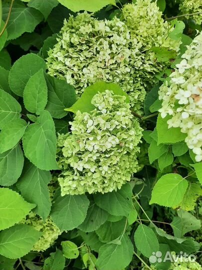 Гортензия сухоцвет