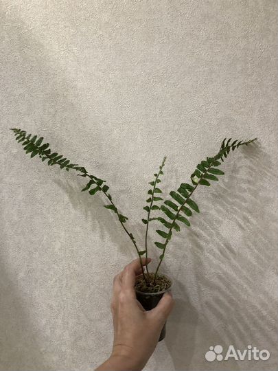 Папоротник вариегатный Фалтата