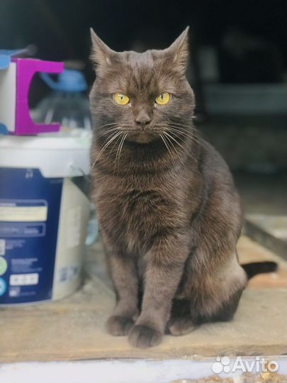 Кошка в добрые руки