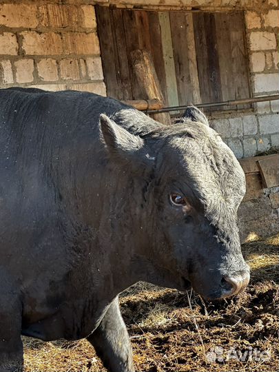 Быки на племя