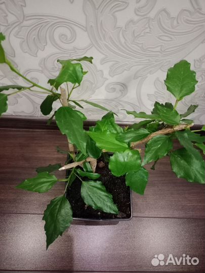 Гибискус персиковый