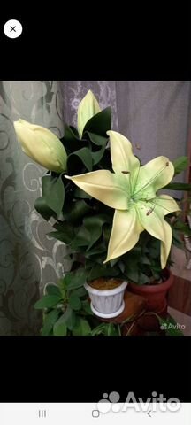 Подарок маме