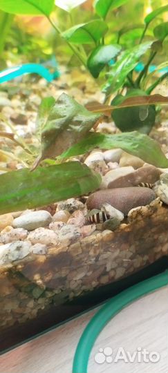 Улитка хелена