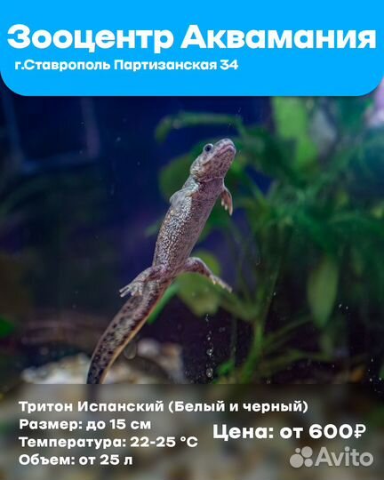 Аксолотли, Тритоны, Лягушки (Белые и черные)