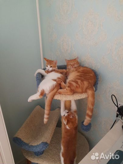 Отдам в добрые руки
