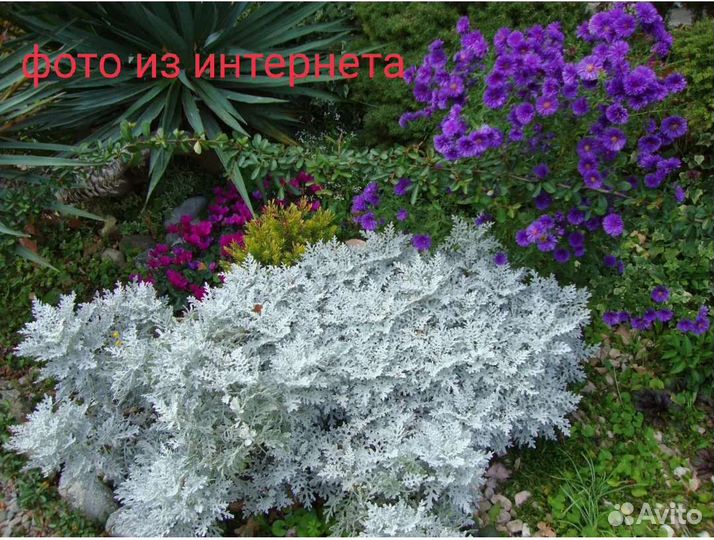 Полынь Стеллера 