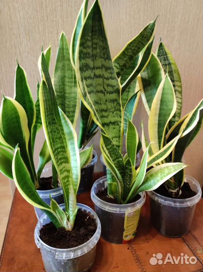Сансевиерия или тещин язык