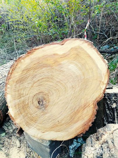 Срез дерева спил торцевой