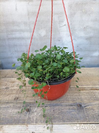 Дихондра ампельная/почвопокровник