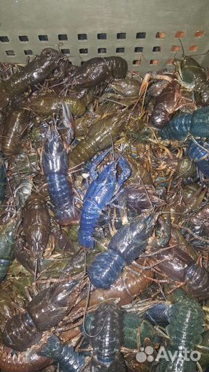 Живые раки, свежий улов