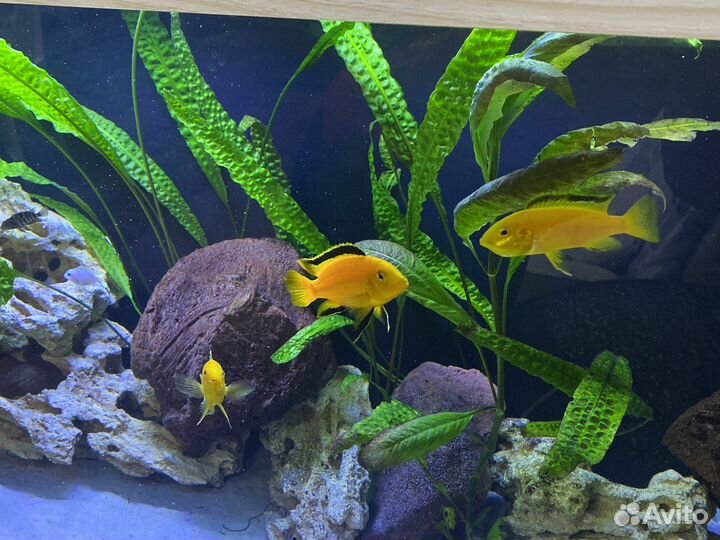 Цихлида чернополосая и лабидохромис еллоу