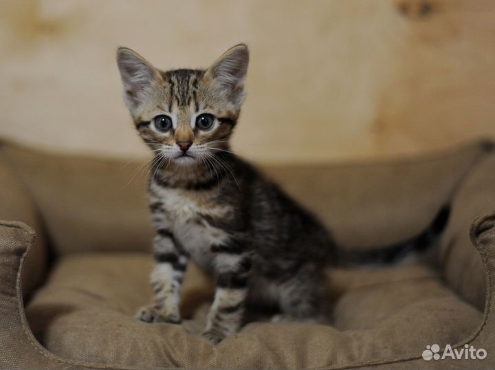 Замурчательный Томас