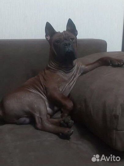 Чунцин.Щенки.Вязка