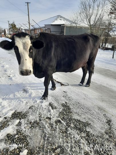Корова стельная
