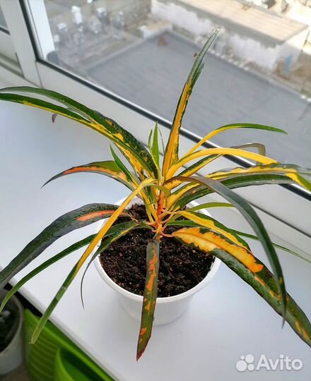 Кротон Занзибар