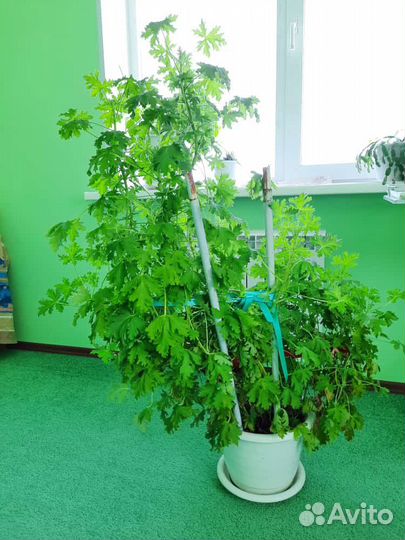 Герань лимонная