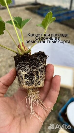 Саженцы клубники
