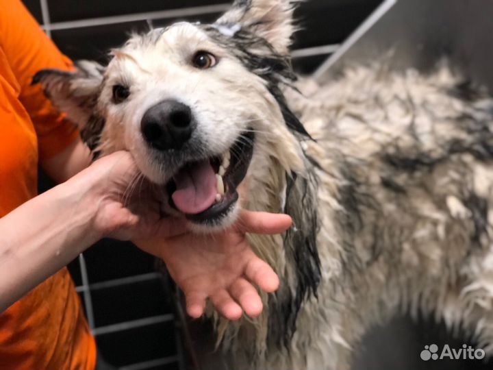 Груминг. Стрижка собак/кошек