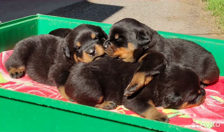 Мальчики и девочки РКФ