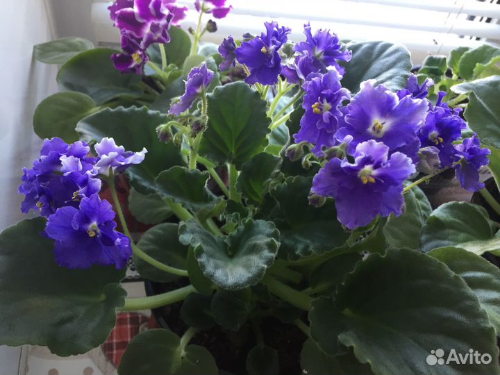 Комнатные растения цветы