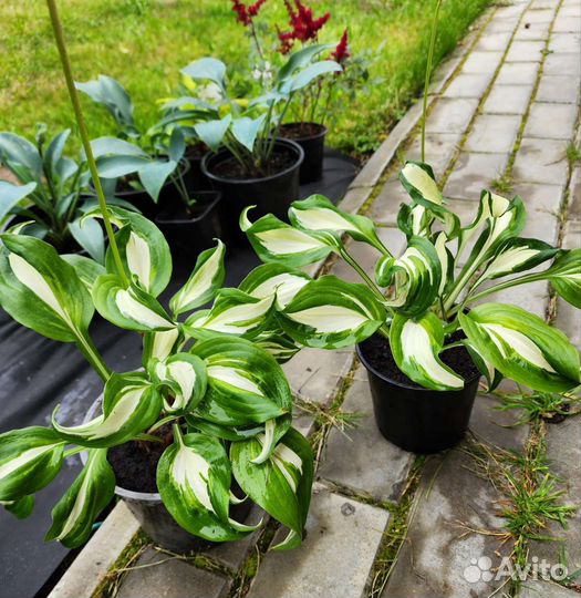 Хоста - кустик Undulata Mediovariegata