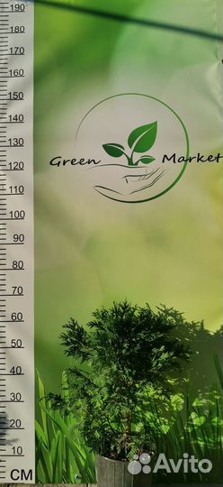 Туя Глобоза Ауреа