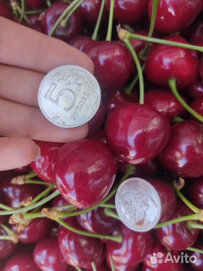 Черешня оптом