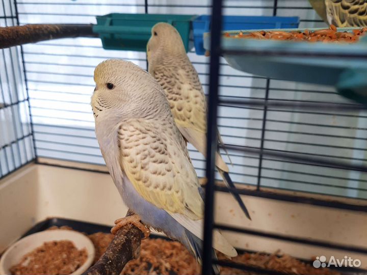 Волнистый попугай, ввп, птенцы