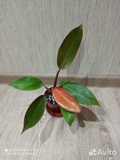 Филодендрон Принц Оранж