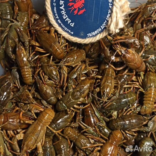 Раки живые. Раки варёные. Раки жареные. Доставка