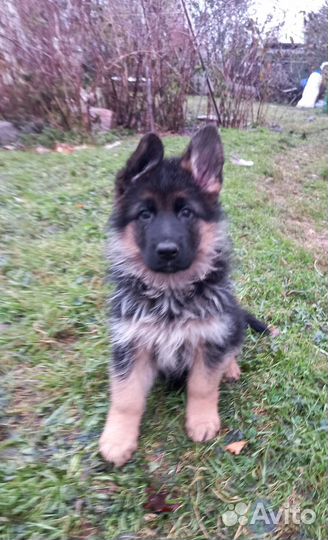 Немецкая овчарка