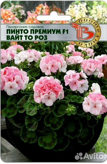 Герань пеларгония