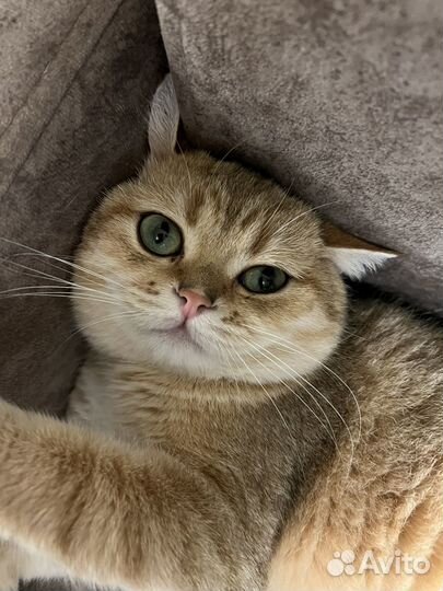 Шотландская золотая шиншилла