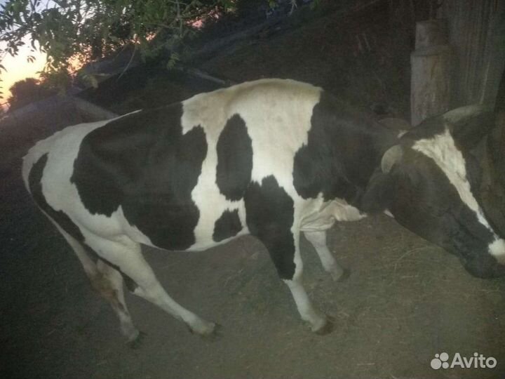 Телки стельные