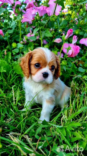 Кавалер Кинг Чарльз Спаниель Девочка
