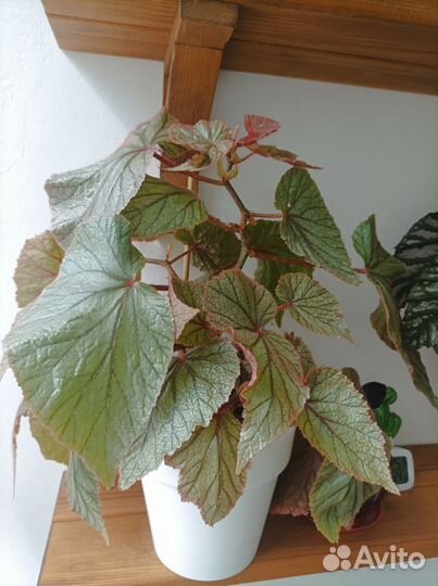 Бегонии Кейн (тростниковые )