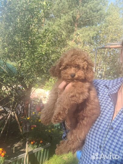 Мини пудель парень