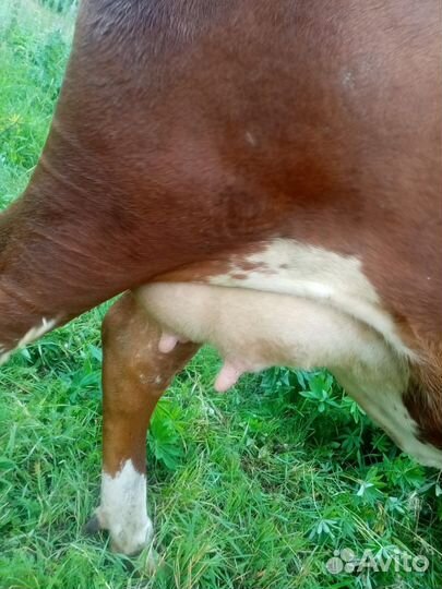 Корова дойная