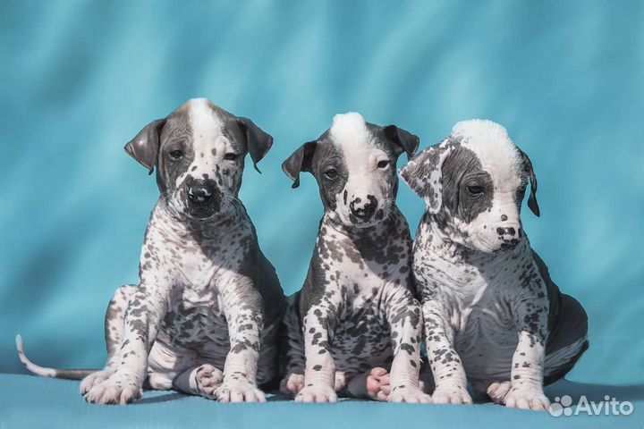 Щенки Ксолоитцкуинтли(стандарт)