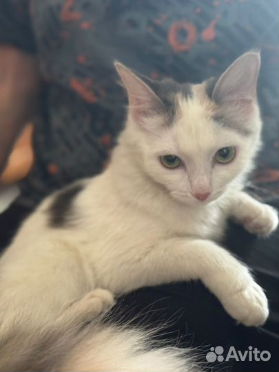 Отдам кошку в добрые руки бесплатно